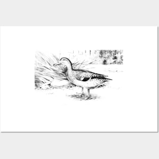 Mallard Duck Digitally Enhanced In Black And White Posters and Art